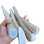 Close-up of natural elk and deer antler dog chew
