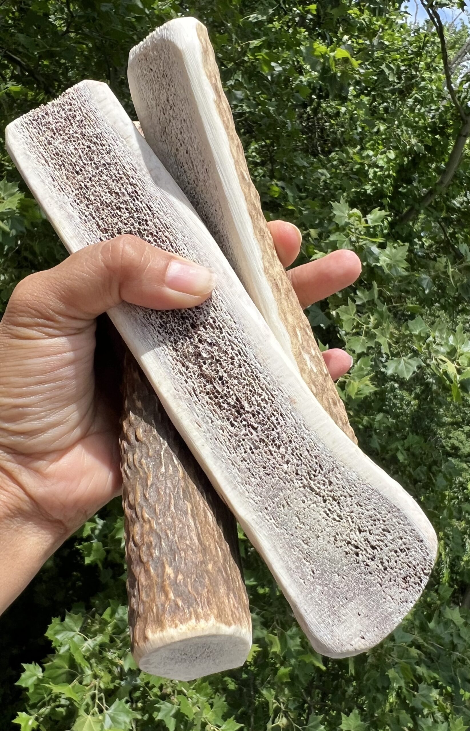 split antler medium large 4