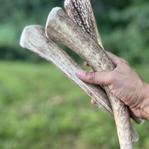 7-9 inch extra large antler for big dogs and aggressive chewers