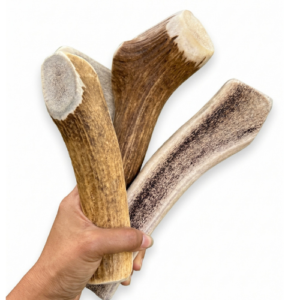 Hand holding three Buckpine Extra Large Split Elk Antler Dog Chews with visible exposed marrow